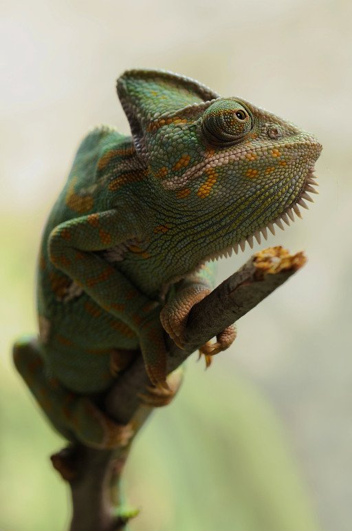 Mastering Lizard Photography: A Comprehensive Guide to Capturing Stunning Reptile Imagery