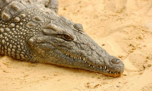 The Comprehensive Guide to Mastering Crocodile Photography