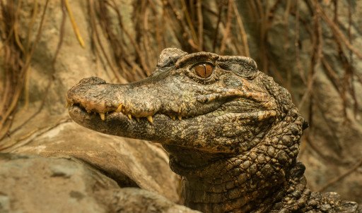 Crocodile Photography Essentials